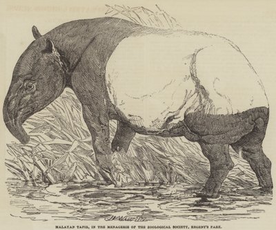 Malaiischer Tapir, in der Menagerie der Zoological Society, Regent